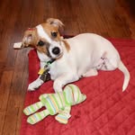 able_the_3_legged_dog profile picture