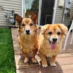 aboutmomoandfig profile picture