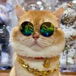 aceleekachu.thebsh profile picture