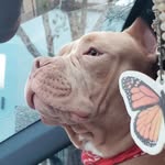 acethebully22 profile picture