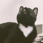 acewilde profile picture