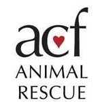 acfanimalrescueofficial profile picture