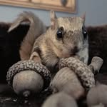 acorn_the_flying_squirrel profile picture
