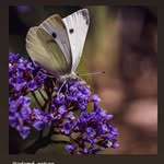 adamd_nature profile picture