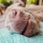 addie_themini profile picture