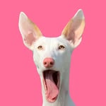 adisathepodenco profile picture