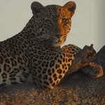 adml.20 profile picture
