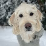 adognameddibs profile picture