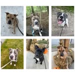 adopt.a.tohas.dog profile picture