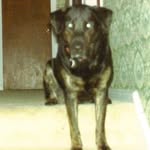 adoptabledog profile picture