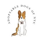 adoptabledogsofnyc profile picture