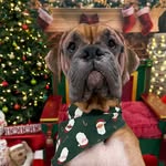 adoptaboxerrescue profile picture