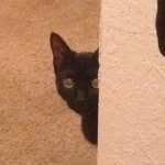 adoptacatmiami profile picture