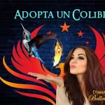 adoptauncolibri profile picture