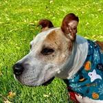 adoptedduncan profile picture