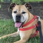 adopt_inga profile picture