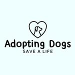 adoptingdogs profile picture