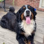 adoptionfirstky profile picture