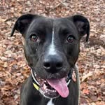 adopt_melia_and_friends profile picture