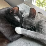 adoptmyfosters profile picture