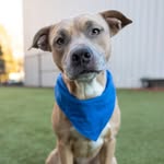 adoptraleigh profile picture