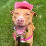 adopt_roxie_ny profile picture