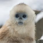 adorable.monkey profile picture