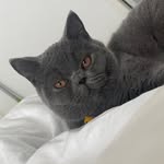 adorabledogscats profile picture