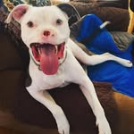 adoreabullapollo profile picture