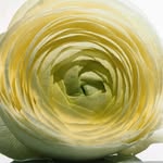 adrien_toubiana profile picture