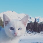 adventurecatkev profile picture
