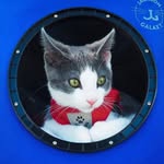 adventurecatleo profile picture