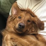 adventuresofarchieandmilo profile picture