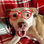 adventuresofbriana profile picture