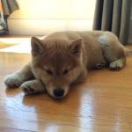 adventures_of_hito profile picture