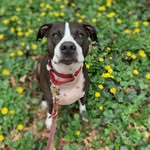 adventuresofmaisie profile picture