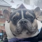 adventuresofodinthefrenchie profile picture