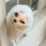 adventuresofotitis profile picture