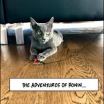adventuresofronin profile picture