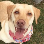 adwarfable_hank profile picture