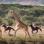 africanhorsesafaris profile picture