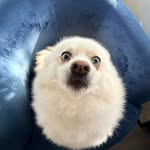 afshawn_ profile picture