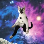 agent_cooper_cat profile picture