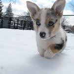 agentcooperthecorgi profile picture