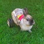 agirlnamedcharles profile picture
