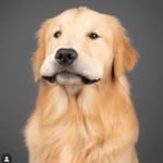 agoldennamedkevin profile picture