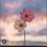ahil_3607649 profile picture