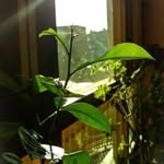 ahmad_12398758 profile picture