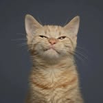 ahmedghabrii profile picture