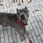 ahomeforwatson profile picture